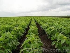 семена сои,  стойкой к Раундапу сорт 