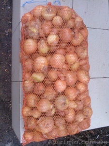 Продам репчатый лук. СРОЧНО! #1230564