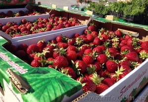 Ящики для клубники #1257197