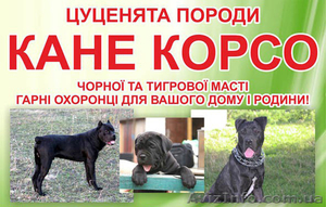 щенки Кане корсо продам #900634