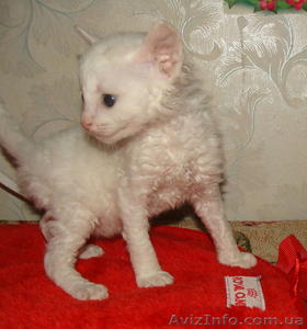 купить котенка неаллергенные кошки #1249548