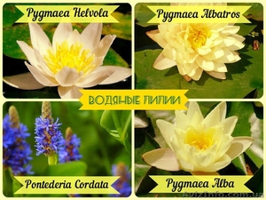 Суперакция на водяные лилии! #1250381