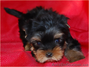 Щенки Йорка по Умеренным Ценам #1253368