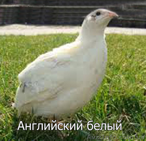 Мы реализуем инкубационные яйца перепела породы  Английский белый  #1255422