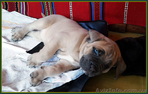 Высокопородные щенки Кане Корсо. Очень крупные.  #1252377