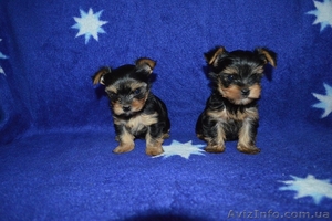 Недорого щенки йоркширский терьер #1249947