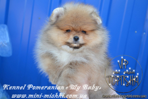 Элитные щенки карликового померанского шпица от питомника «My Baby» #1245253