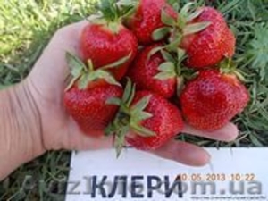 продам саженцы клубники клери #1249851