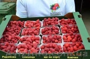 Ящики для Малины #1257218