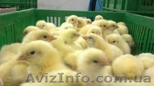  Бройлер КооБ500, редбро,  испанка(голошейка),  мастер,  Мулард,  башкирка,  благоварк #1247363