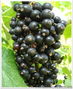 розы, черная и красная смородина, малина и виноград #1251842