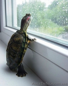 обшивка балконов,  рамы,  окна,  жалюзи,  м/сетки #1239295