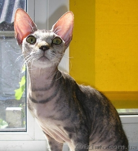 Подрощенная девочка донского сфинкса #1253010