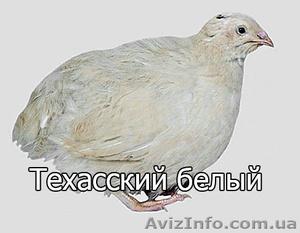 Мы реализуем инкубационные яйца  перепела породы Техасский белый  #1255420