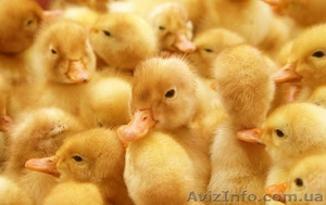 Продажа суточных утят,  бройлерной породы кросс 