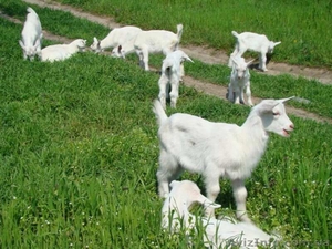 Козлята Заайнинской породы возраст 3 месяца . #1266429