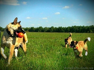 Щенки Американской Акиты от родителей-чемпионов. #1270664