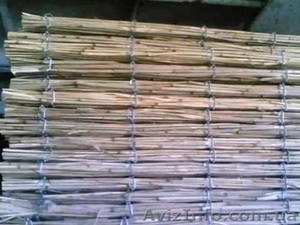 Закупаем лозу орешника,  лещины #1258542