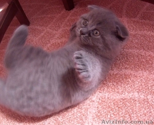 АКЦИЯ!!! Британские котята 300 грн (Днепродзержинск) #1263693