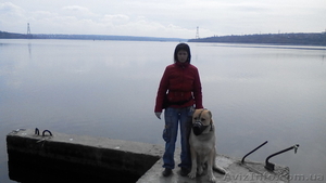 Дрессировка собак и обучение собак #1270202