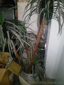 Вазон искусственная  пальма б/у #1266772