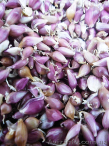 Продам чеснок в городе Кривой Рог #1267314