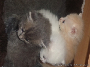 Котята для добрых хозяев #1258189