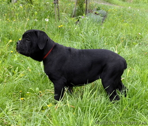 Щенки кане корсо черные девочки  #1270310