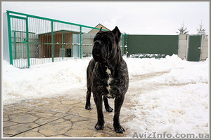 Кане корсо - звездный помет . #1265007