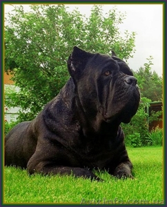 Кане корсо - звездный помет от чемпионов. #1259234