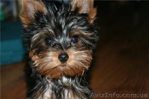 Замечательный малыш йоркширского терьера !!! #1263343