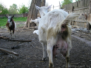 органический козий сыр самый целебный типа пармезан #1258795