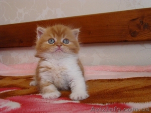 Скоттиш страйт ,  мальчик  #1260470