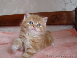 Скоттиш страйт , Lilylend Sparky #1260471