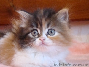 Хайленд страйт ,  девочка  #1260472