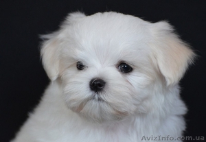 красивый мальчик мальтезе #1259803