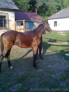 Продам жребца 11 мес  Каневский район #1269388