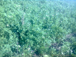 сено люцерны 2015г Николаев #1268015