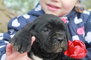 Высокопородные щенки Кане Корсо Итальяно 1.5 мес #1261300