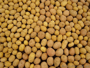 Купим картошку. Обращайтесь договоримся! #1267271