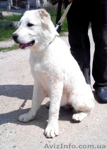 Чистокровные щенки среднеазиатской овчарки (алабай) 4 месяца #1250659