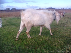 Самое целебное и органическое козье мясо #1258584