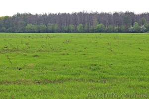 Земельный участок 6 Га в с.Дорогинка Фастовский р-н Киевская обл #1269704