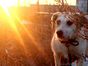 Дівчинка Маша шукає собі господаря #1259457