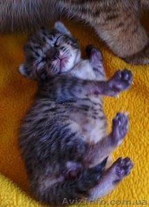 F2 саванны котят доступны #1261521