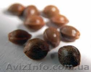 Семена каннабиса #1270716