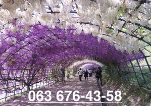 Доставим свежие саженцы Вам прямо в руки в любой город Украины. #1272717