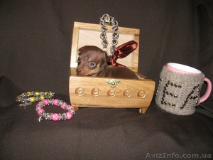 Русские той-терьеры отличного качества) #1276254