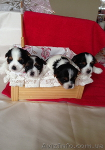 Щенки бивер йорков - здоровые,  с отличной генетикой и характером! #1271739