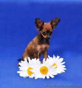 Русский той терьер мини девочка #1275894